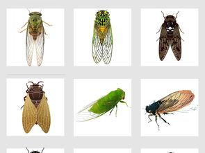 漫画知了,夏日里的成长与蜕变